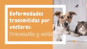 AnimalClinic - BLOG - Enfermedades vectoriales