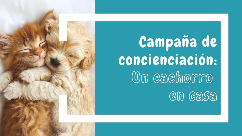 Campaña concienciación - Un cachorro en casa
