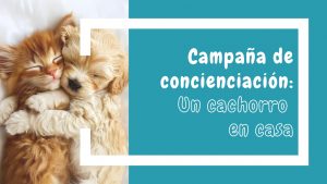 Campaña concienciación - Un cachorro en casa
